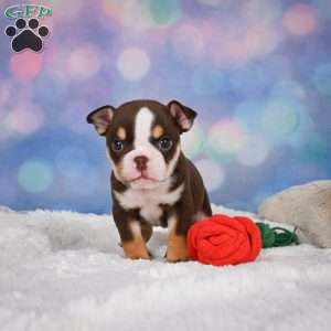 Claire, Miniature Bulldog Puppy
